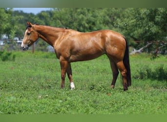 American Quarter Horse, Stute, 4 Jahre, 152 cm, Buckskin