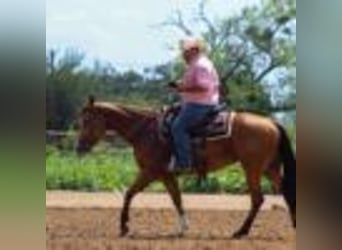 American Quarter Horse, Stute, 4 Jahre, 152 cm, Buckskin