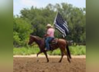 American Quarter Horse, Stute, 4 Jahre, 152 cm, Buckskin