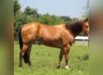 American Quarter Horse, Stute, 4 Jahre, 152 cm, Buckskin