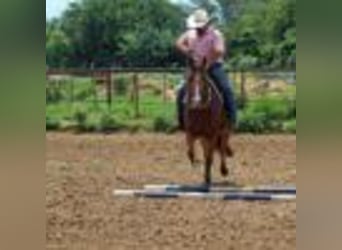 American Quarter Horse, Stute, 4 Jahre, 152 cm, Buckskin