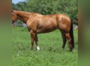 American Quarter Horse, Stute, 4 Jahre, 152 cm, Buckskin