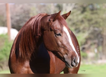 American Quarter Horse, Stute, 4 Jahre, 152 cm, Dunkelfuchs