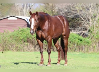 American Quarter Horse, Stute, 4 Jahre, 152 cm, Dunkelfuchs