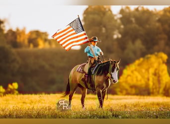 American Quarter Horse, Stute, 4 Jahre, 152 cm, Falbe