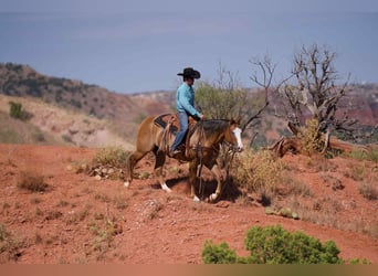 American Quarter Horse, Stute, 4 Jahre, 152 cm, Falbe