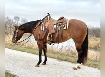 American Quarter Horse, Stute, 4 Jahre, 152 cm, Falbe