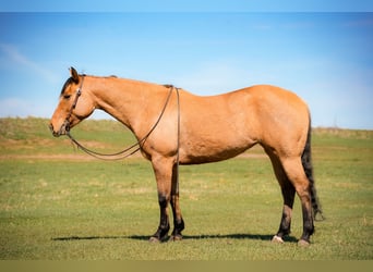 American Quarter Horse, Stute, 4 Jahre, 152 cm, Falbe