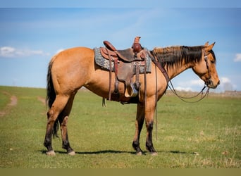 American Quarter Horse, Stute, 4 Jahre, 152 cm, Falbe