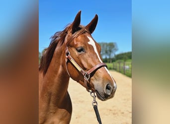 American Quarter Horse, Stute, 4 Jahre, 152 cm, Fuchs