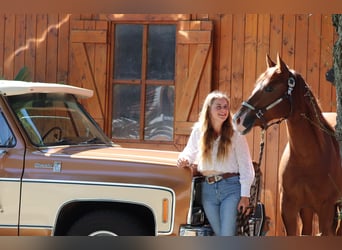 American Quarter Horse, Stute, 4 Jahre, 152 cm, Fuchs