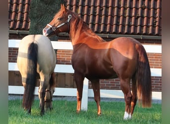 American Quarter Horse, Stute, 4 Jahre, 152 cm, Fuchs