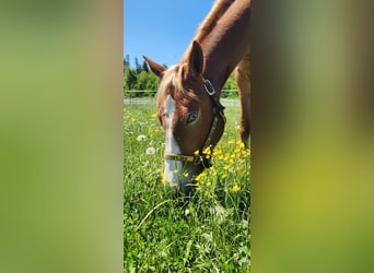 American Quarter Horse, Stute, 4 Jahre, 152 cm, Fuchs