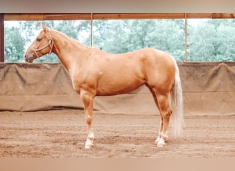 American Quarter Horse, Stute, 4 Jahre, 152 cm, Palomino