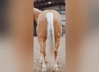 American Quarter Horse, Stute, 4 Jahre, 152 cm, Palomino