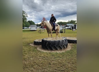 American Quarter Horse, Stute, 4 Jahre, 152 cm, Palomino