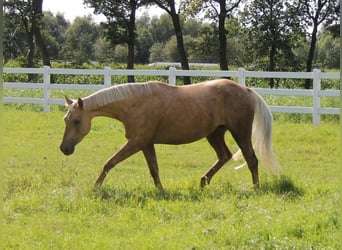 American Quarter Horse, Stute, 4 Jahre, 152 cm, Palomino