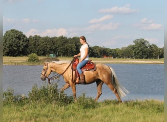 American Quarter Horse, Stute, 4 Jahre, 152 cm, Palomino