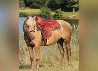American Quarter Horse, Stute, 4 Jahre, 152 cm, Palomino