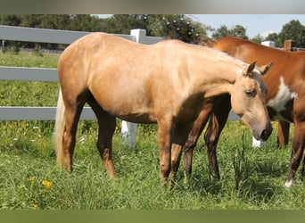 American Quarter Horse, Stute, 4 Jahre, 152 cm, Palomino
