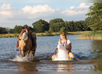 American Quarter Horse, Stute, 4 Jahre, 152 cm, Palomino