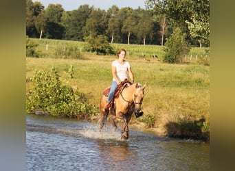 American Quarter Horse, Stute, 4 Jahre, 152 cm, Palomino