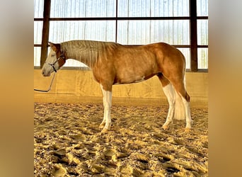 American Quarter Horse, Stute, 4 Jahre, 152 cm, Palomino