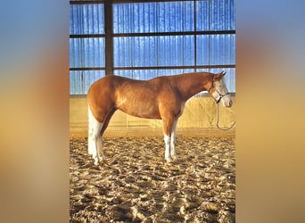 American Quarter Horse, Stute, 4 Jahre, 152 cm, Palomino