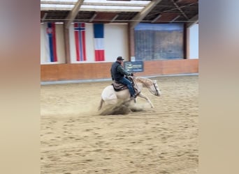 American Quarter Horse, Stute, 4 Jahre, 152 cm, Perlino