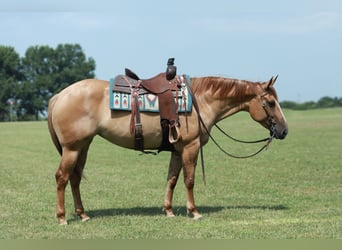 American Quarter Horse, Stute, 4 Jahre, 152 cm, Red Dun