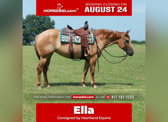 American Quarter Horse, Stute, 4 Jahre, 152 cm, Red Dun