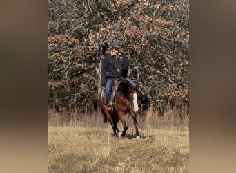 American Quarter Horse, Stute, 4 Jahre, 152 cm