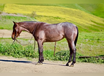 American Quarter Horse, Stute, 4 Jahre, 152 cm, Roan-Bay