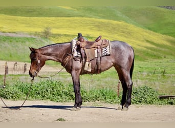 American Quarter Horse, Stute, 4 Jahre, 152 cm, Roan-Bay