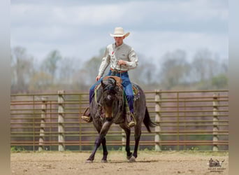 American Quarter Horse, Stute, 4 Jahre, 152 cm, Roan-Bay