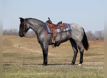 American Quarter Horse, Stute, 4 Jahre, 152 cm, Roan-Blue