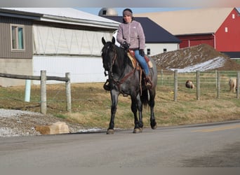 American Quarter Horse Mix, Stute, 4 Jahre, 152 cm, Roan-Blue