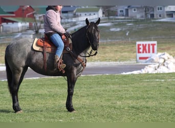 American Quarter Horse Mix, Stute, 4 Jahre, 152 cm, Roan-Blue