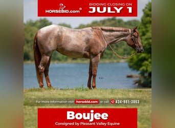 American Quarter Horse, Stute, 4 Jahre, 152 cm, Roan-Red