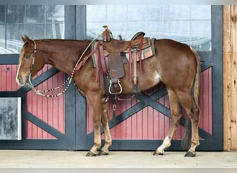 American Quarter Horse, Stute, 4 Jahre, 152 cm, Roan-Red