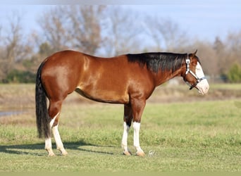 American Quarter Horse, Stute, 4 Jahre, 152 cm, Rotbrauner