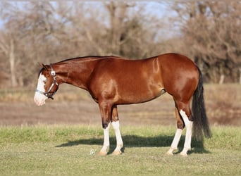 American Quarter Horse, Stute, 4 Jahre, 152 cm, Rotbrauner