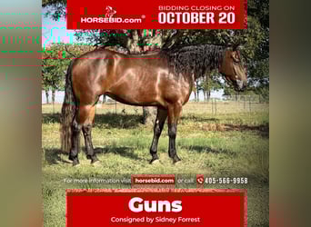 American Quarter Horse, Stute, 4 Jahre, 152 cm, Rotbrauner