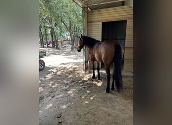 American Quarter Horse, Stute, 4 Jahre, 152 cm, Rotbrauner