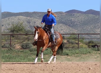 American Quarter Horse, Stute, 4 Jahre, 152 cm, Rotbrauner