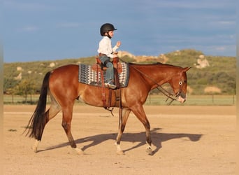 American Quarter Horse, Stute, 4 Jahre, 152 cm, Rotbrauner
