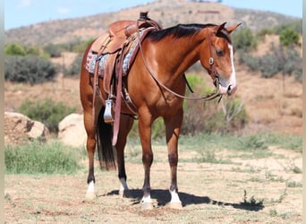 American Quarter Horse, Stute, 4 Jahre, 152 cm, Rotbrauner