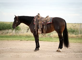 American Quarter Horse, Stute, 4 Jahre, 152 cm, Rotbrauner