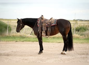 American Quarter Horse, Stute, 4 Jahre, 152 cm, Rotbrauner