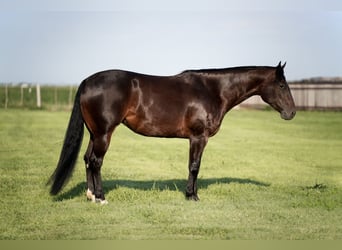 American Quarter Horse, Stute, 4 Jahre, 152 cm, Rotbrauner